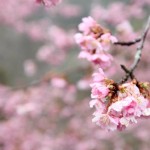 539555_327787767271064_248041591912349_832550_911695118_n