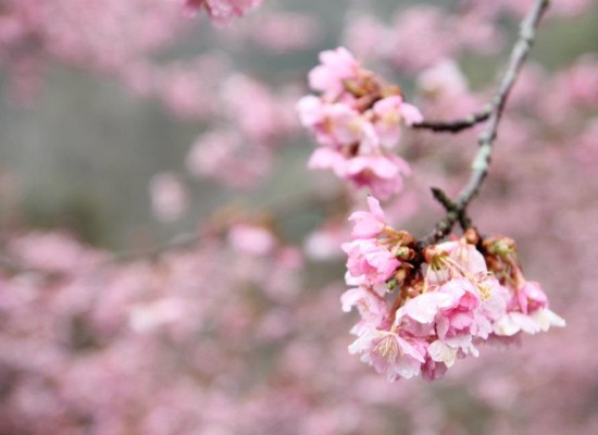 539555_327787767271064_248041591912349_832550_911695118_n